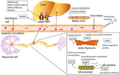 Vincristine-Induced Peripheral Neuropathy in Childhood Acute Lymphoblastic Leukemia: Genetic Variation as a Potential Risk Factor